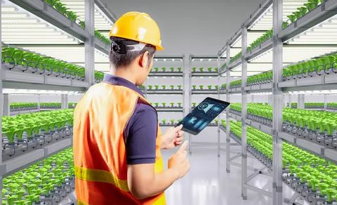 Worker in smart indoor farm system raised plants on shelves growth with led l Stock Photos