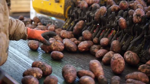 Worker sort unpeeled potatoes on a factory conveyor. Close up. Video stock 101774747