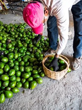 Worker Sorting and Packing Freshly Harvested Avocados Stock Photos
