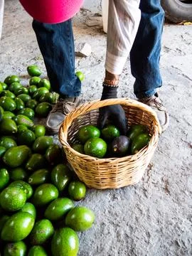Worker Sorting and Packing Freshly Harvested Avocados Stock-Fotos