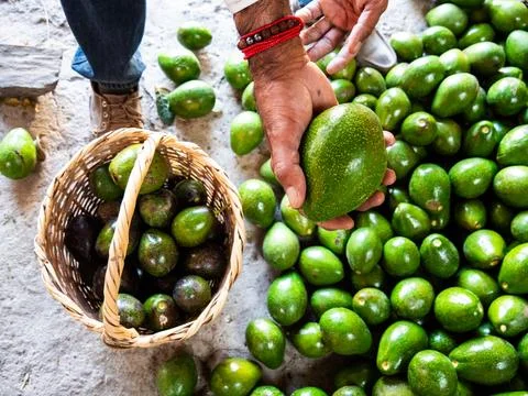 Worker Sorting and Packing Freshly Harvested Avocados Stock Photos