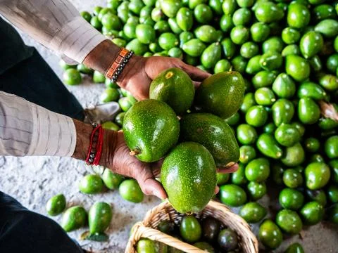 Worker Sorting and Packing Freshly Harvested Avocados Foto stock