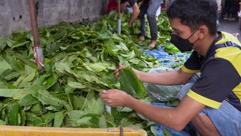 Worker sorting big pile of fresh Kratom leaves selling at the market, Thailand Stock Footage 162125262