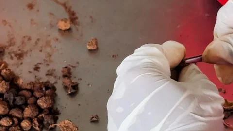 Worker sorting black pepper on a farm Stock Footage 308865542
