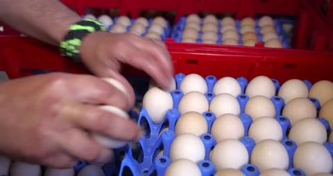 Worker sorting chicken eggs in box Stock Footage 239023500