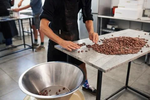 Worker sorting cocoa beans on a factory table Stock Photos