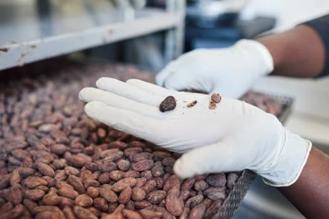 Worker sorting cocoa beans from a factory tray Stock Photos