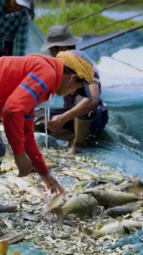 Worker Sorting Fish Harvest from Net on Shore Stock Footage 316652890
