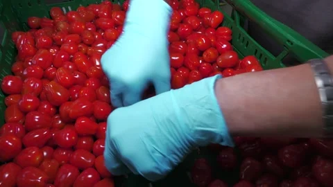 Worker Sorting Fresh Tomatoes by Hand in Greenhouse Stock Footage 346170431