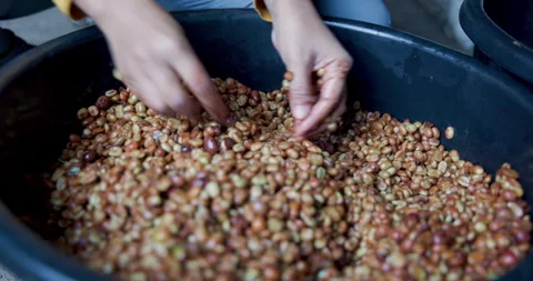 Worker Sorting Fresh Wet Coffee Beans During Traditional Processing Medium Sh 库存影片 340144056
