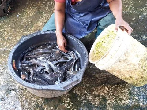 Worker sorting harvested live catfish in large black basin next to empty wh.. Stock Photos