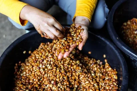Worker Sorting Raw Fermented Coffee Beans In Basin Close Up Shot 库存照片