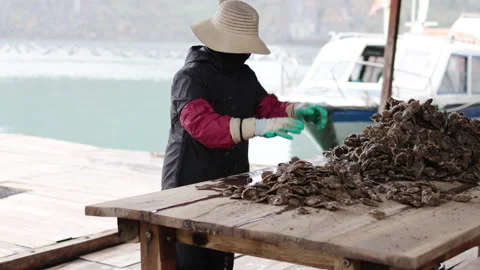 Worker sorting shellfish on table. Stock Footage 303370540