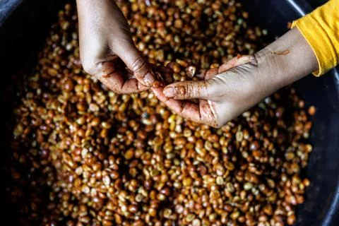 Worker Sorting Wet Coffee Beans In Processing Basin High Angle Shot 库存照片