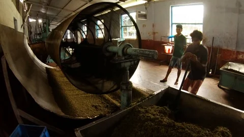 Worker with spade load tea from wheelbarrow in sifting mashine old indian factor Stock Footage 98758502