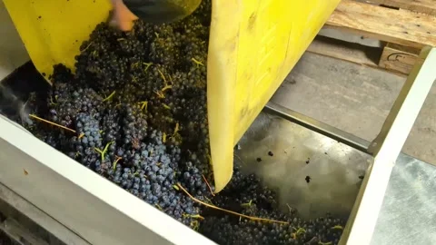 Worker spilling grape out of a tank to the crusher Stock Footage 289639350