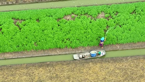 The worker sprays insecticides across the vibrant vegetable field. Stock Footage 306835245