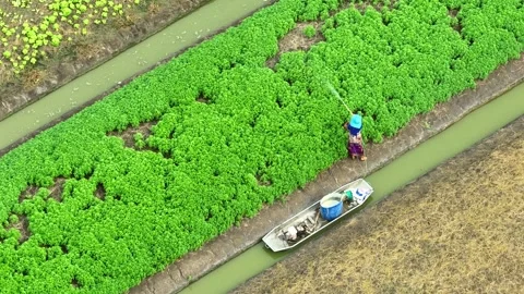 The worker sprays insecticides across the vibrant vegetable field. Stock Footage 306838935