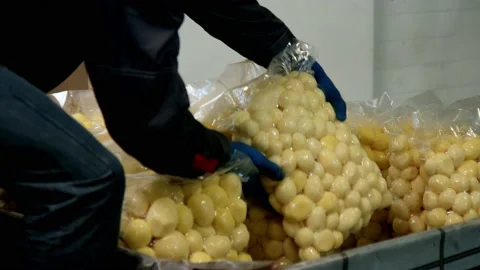 Worker stack vacuum-packed peeled fresh potatoes and put them in box Stock Footage 229762586
