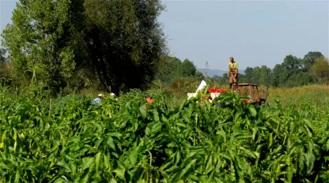 Worker standing on the tractor and spilling sacks with peppers in trailer. Stock Footage 55016855