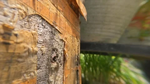 Worker stingless bee Trigona leviceps (tawon klanceng) Stock-Footage 331171324