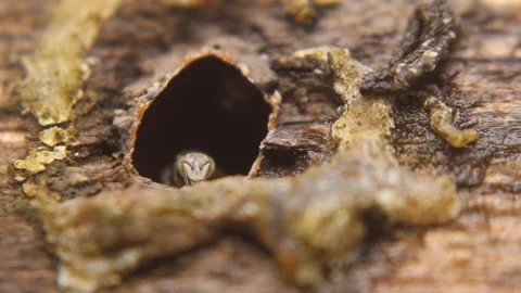 Worker stingless bee Trigona leviceps (tawon klanceng) Stock-Footage 331171363