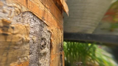 Worker stingless bee Trigona leviceps (tawon klanceng) Stock-Footage 331171430