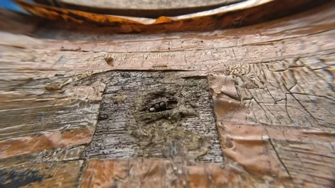 Worker stingless bee Trigona leviceps (tawon klanceng) Stock-Footage 331171444