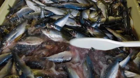Worker stiring with paddle fish in salt water. Fish Processing Plant at modern Stock Footage 122061851