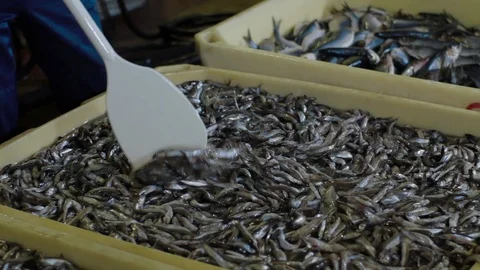 Worker stiring with paddle fish in salt water. Fish Processing Plant at modern Stock Footage 125758630