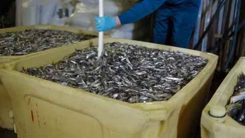 Worker stirs with paddle fish in salt water. Fish Processing Plant at modern Video stock 122061947