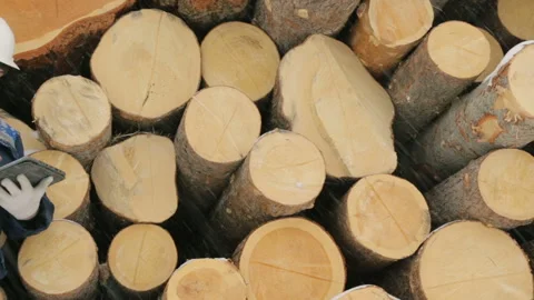 Worker with tablet computer against big pile of logs in winter forest Stock Footage 87762833