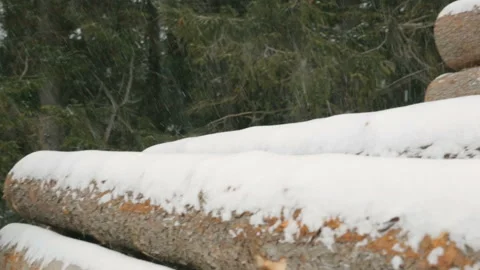 Worker with tablet computer on big pile of logs in winter forest Video stock 87762758