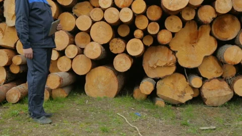 Worker with tablet PC standing nearby big pile of logs Video stock 95956985
