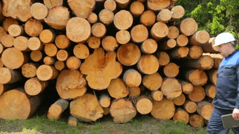 Worker with tablet PC walking along big pile of logs Stock Footage 95956885