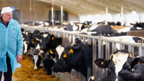 Worker Takes Care of Cows Video stock 76334202