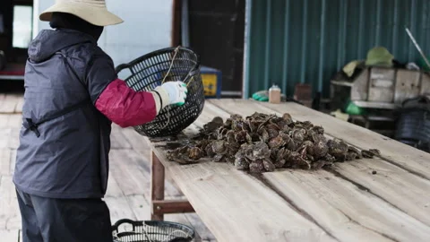 Worker takes shells out on table. Stock Footage 303723649