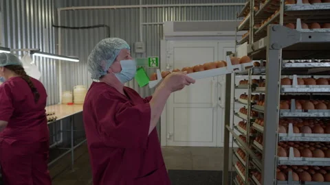 Worker Takes Tray With Produced Hen Eggs To Place It On Factory Trolley Stock Footage 252487928