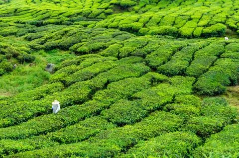 Worker on the tea plantation in Cameron Highlands Stock Photos