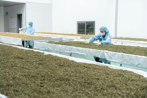 Worker in a tea processing factory in Gia Lai, Vietnam Stock Photos