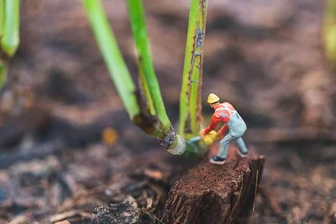 Worker team working with tree , protect nature concept Stock Photos