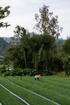 Worker Tending Shallot Fields Near Lake Batur Stock Photos