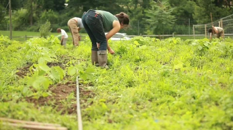 A worker tends a farm 動画素材 594132