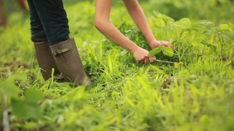 Worker Tends Farm 動画素材 594141