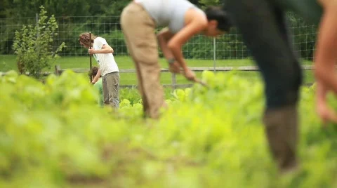 A worker tends a farm (wide) 動画素材 594137