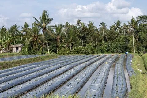 Worker Tends Mulched Crop Rows Near Ubud Stock Photos