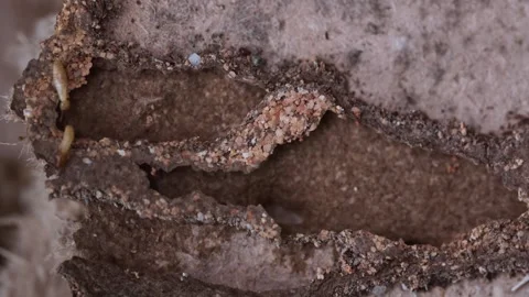 Worker termites, small termites, dry wood termites on old rotting wood. Stock Footage 291914227