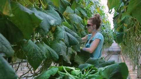 Worker thins out lower leaves of cucumbers in hothouse. Stock Footage 77691896