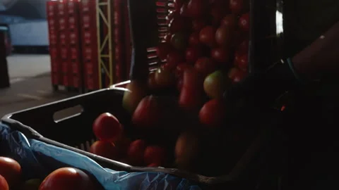 Worker Tipping a Crate of Tomatoes at a Backlit Market Dock Stock Footage 340563712