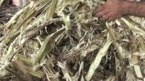 Worker Transfers Sugar Cane 2 Video stock 19022350